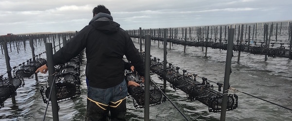 Oyster farmers from Mexico