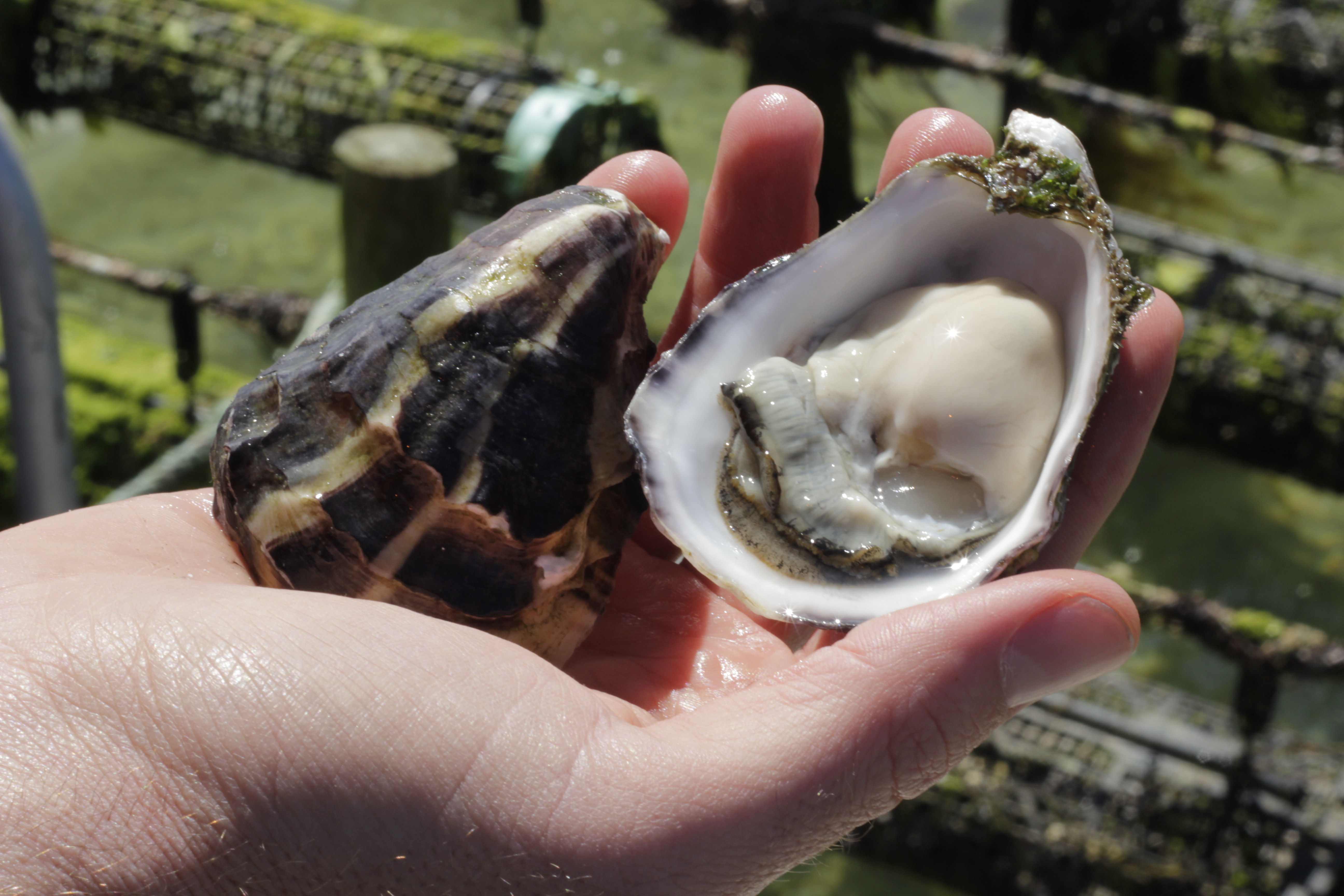 Oysters