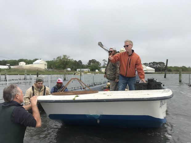 american oyster farm