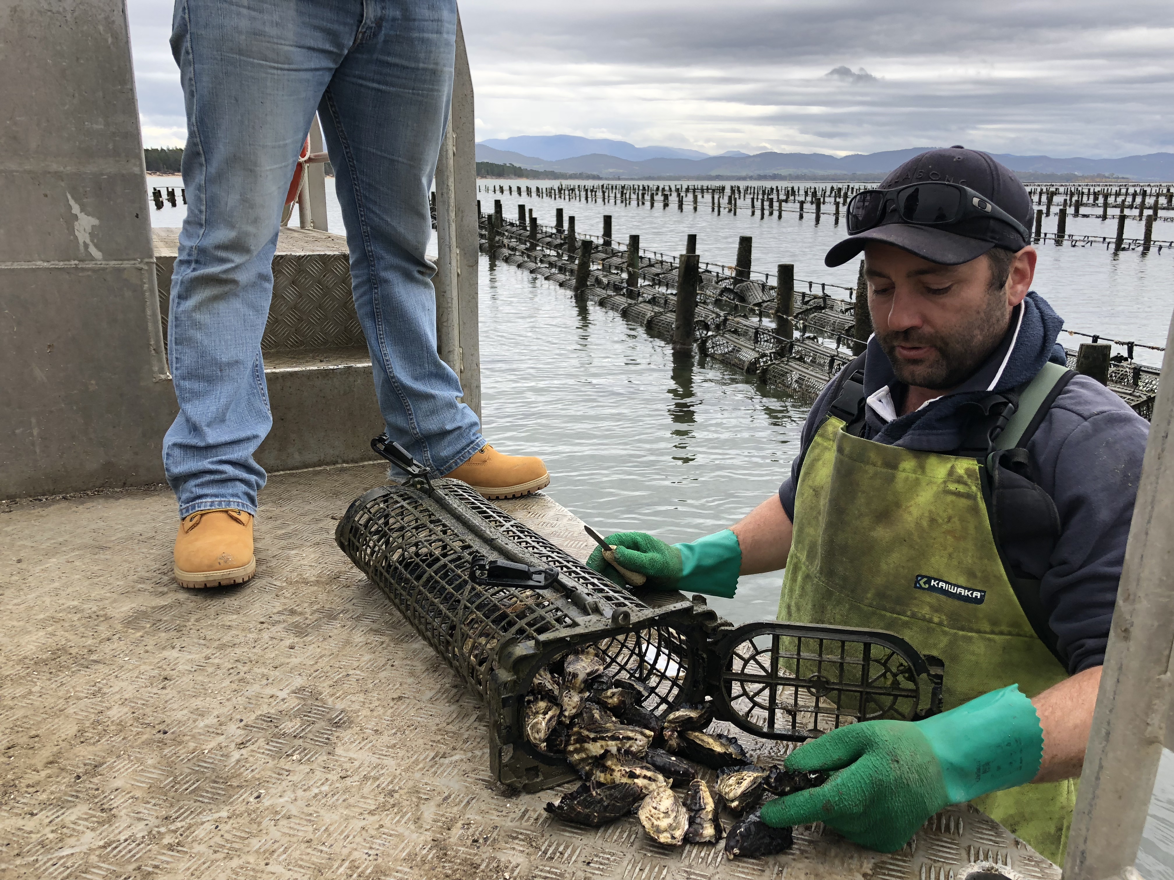 SEAPA host oysters farmers from Alabama during a tour of farms and hatcheries in Tasmania