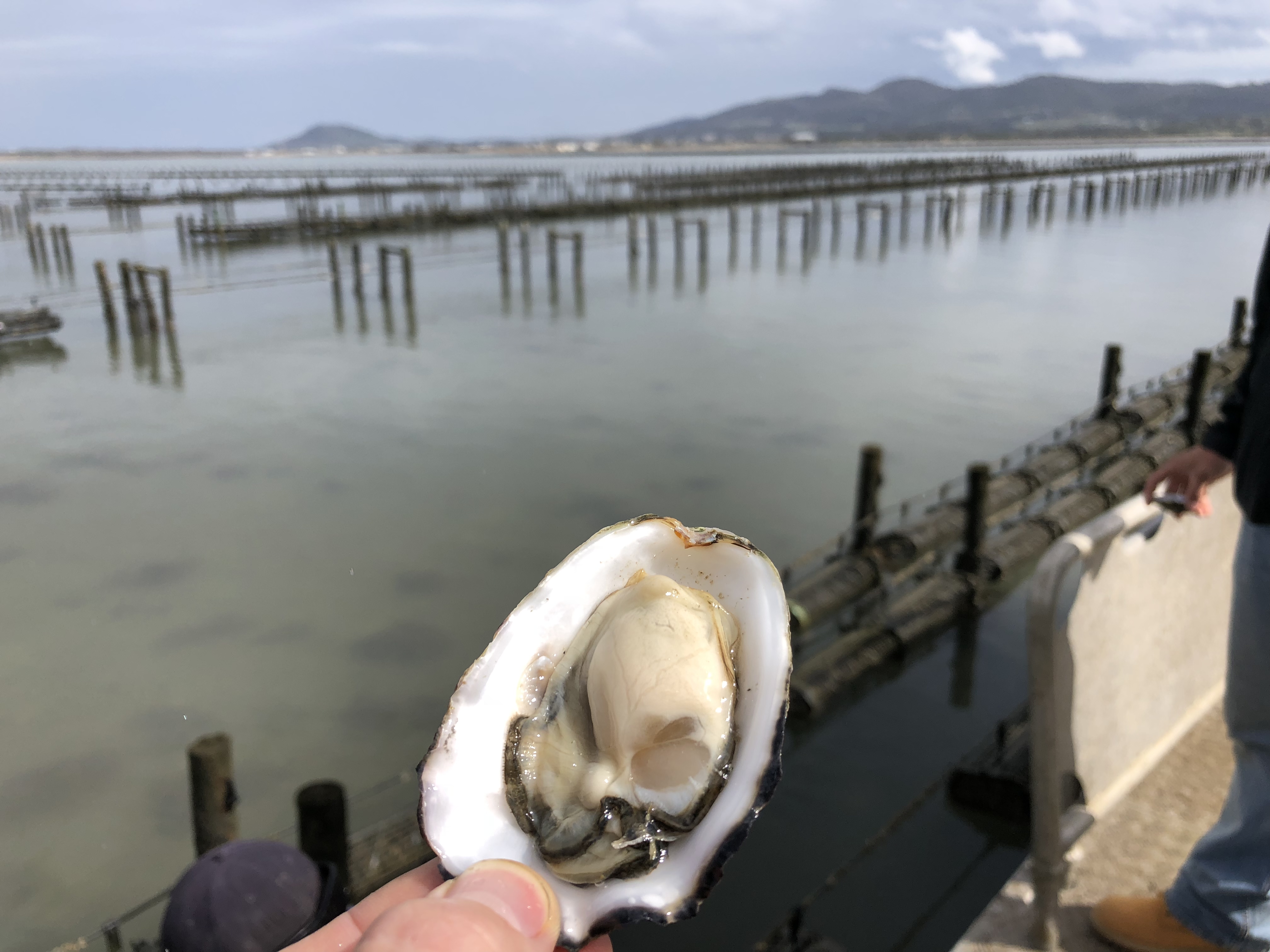 SEAPA host oysters farmers from Alabama during a tour of farms and hatcheries in Tasmania