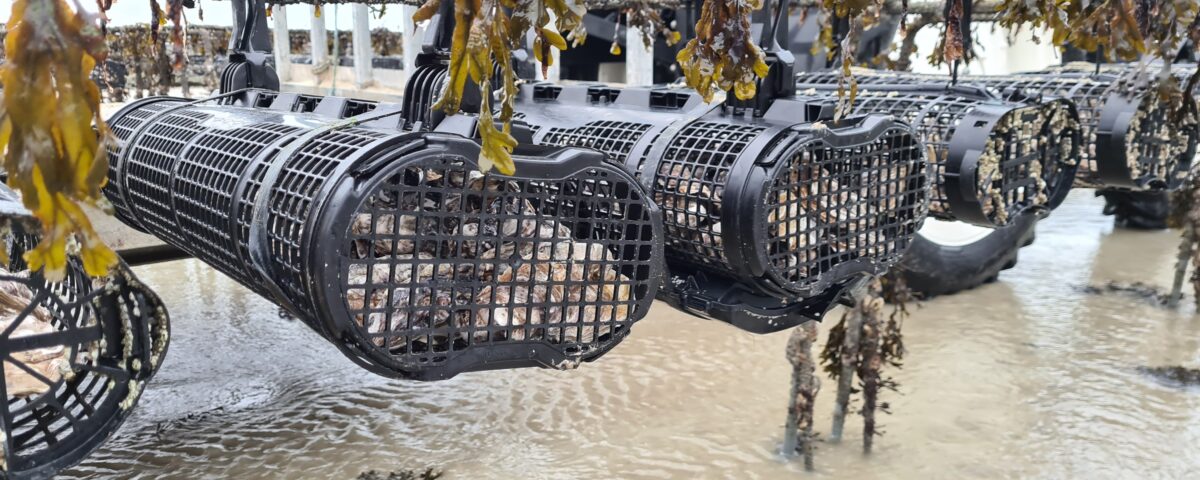 GTX Baskets in Normandy, France