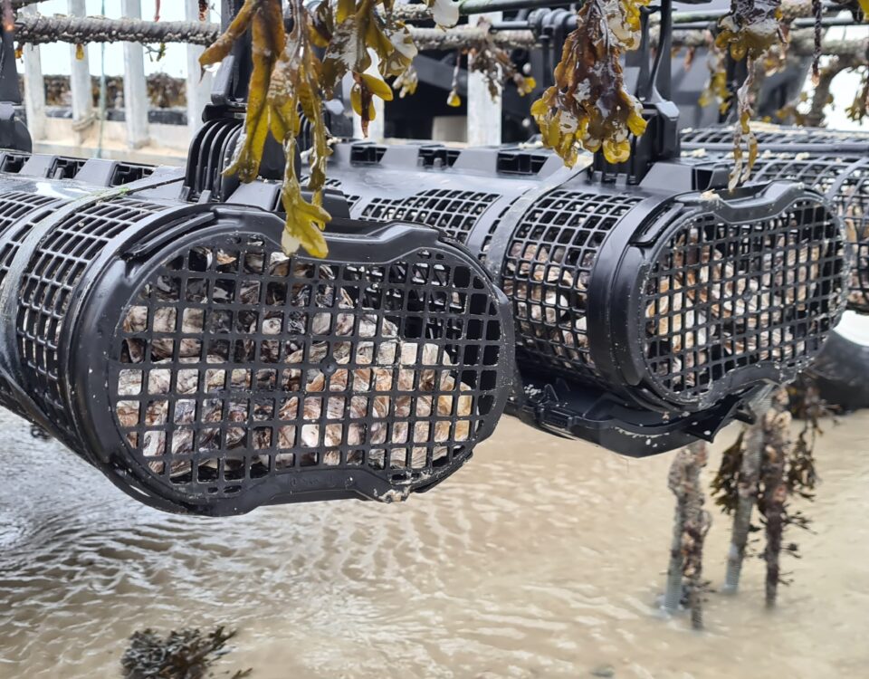 GTX Baskets in Normandy, France