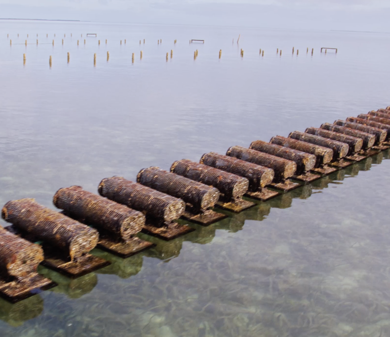 Surface drying oysters