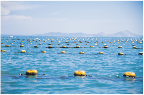 Sea oyster farming Japan